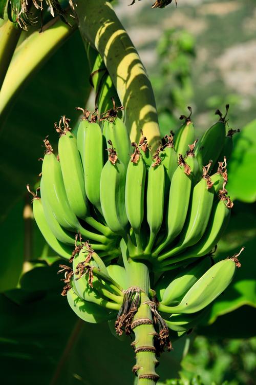 未成熟的绿色香蕉图片水果香蕉绿色香蕉
